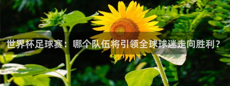 女足世界杯直播：世界杯足球赛：哪个队伍将引领全球球迷走向胜利？